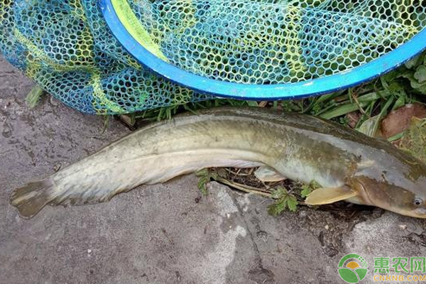 鲶鱼池塘养殖用水管理-图片版权归惠农网所有