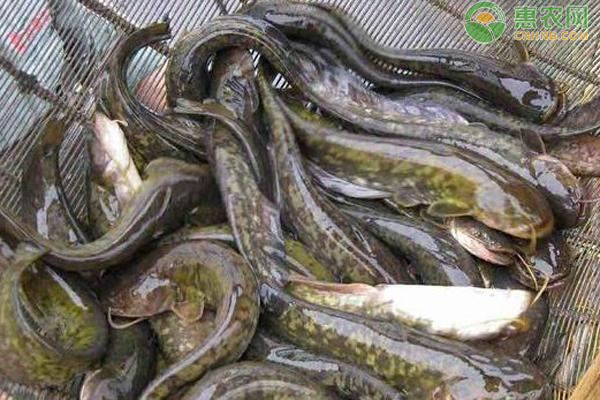 鲶鱼池塘养殖用水管理-图片版权归惠农网所有