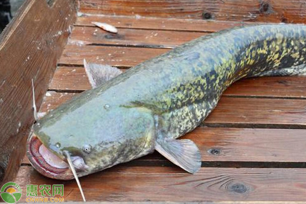 鲶鱼池塘养殖用水管理-图片版权归惠农网所有