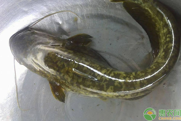 大口鲶饲料投喂的方法-图片版权归惠农网所有