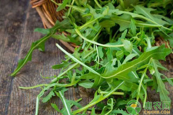 芝麻菜的种植时间和种植方法 芝麻菜的种植时间和种植方法-图片版权归惠农网所有