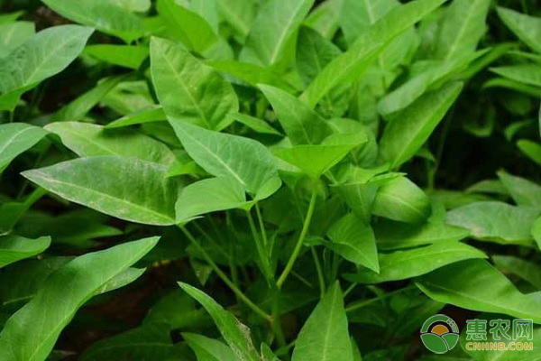 芝麻菜栽培技术要点-图片版权归惠农网所有