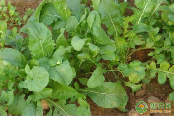 芝麻菜栽培技术要点-图片版权归惠农网所有