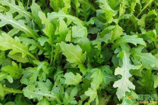 芝麻菜是什么菜？芝麻菜培植步骤详解-图片版权归惠农网所有