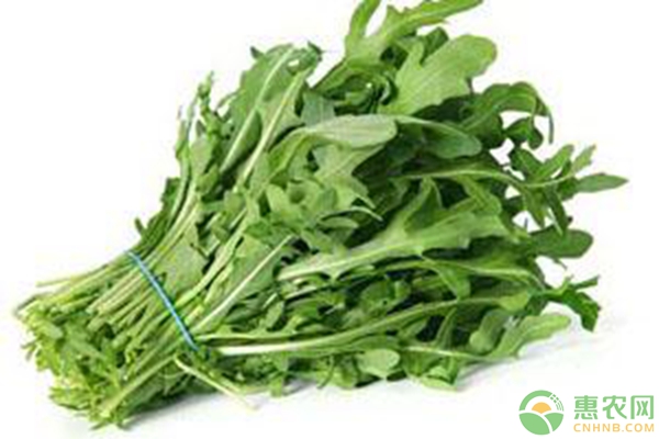 芝麻菜是什么菜？芝麻菜培植步骤详解-图片版权归惠农网所有