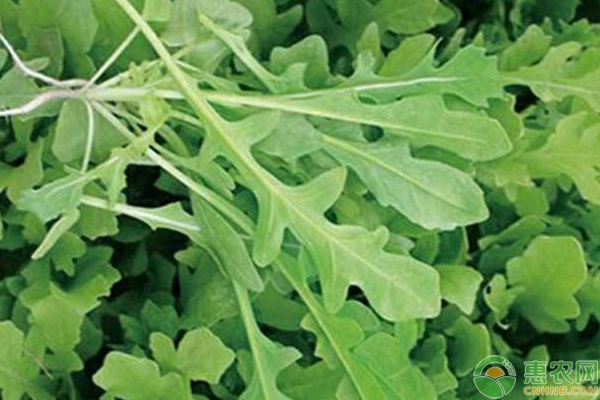 芝麻菜是什么菜？芝麻菜培植步骤详解-图片版权归惠农网所有