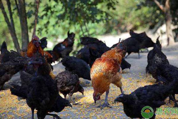 土鸡生态养殖技术,掌握这四大要点轻松养殖 土鸡生态养殖技术,掌握这四大要点轻松养殖-图片版权归惠农网所有
