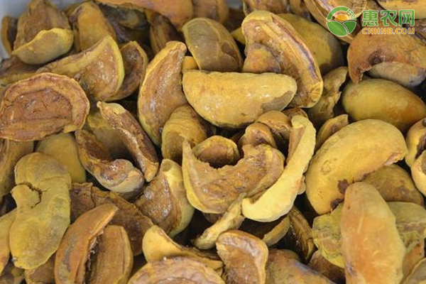 桑黄栽培新技术-图片版权归惠农网所有