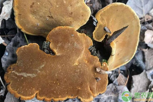 桑黄药材种植方法-图片版权归惠农网所有