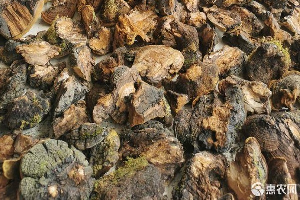 桑黄药材种植方法-图片版权归惠农网所有