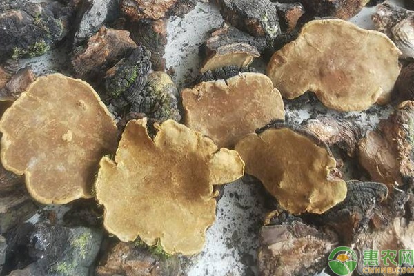 桑黄药材种植-图片版权归惠农网所有