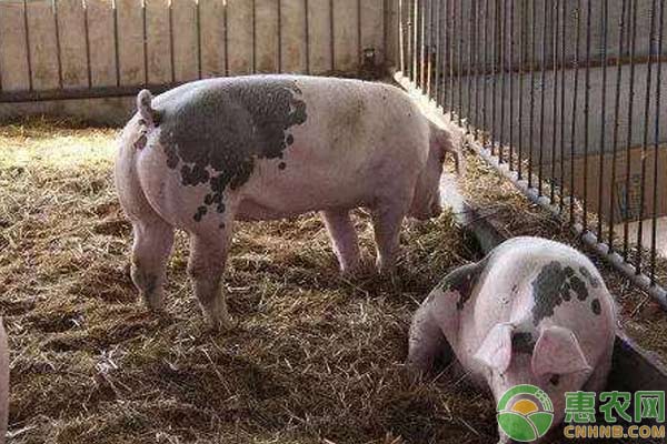 养殖畜禽做好这六要点，安全越冬！-图片版权归惠农网所有