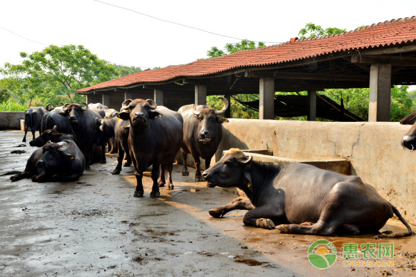 养殖畜禽做好这六要点，安全越冬！-图片版权归惠农网所有
