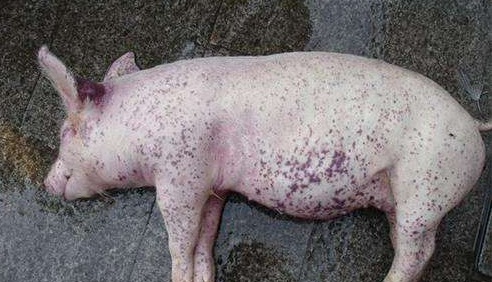 用植物给畜禽驱虫-图片版权归惠农网所有