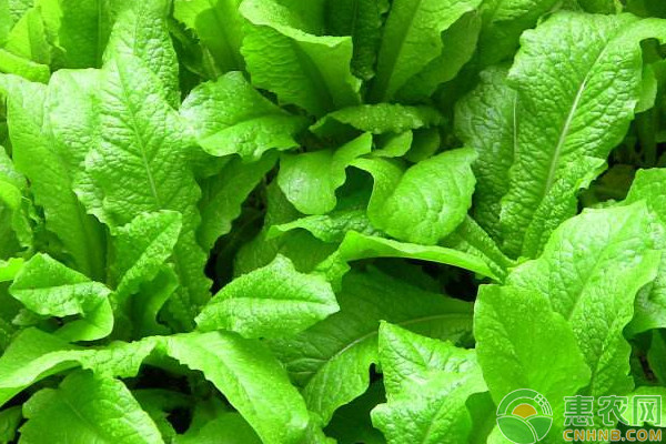 莴苣如何进行无土栽培?莴苣无土栽培技术要点 莴苣如何进行无土栽培?莴苣无土栽培技术要点-图片版权归惠农网所有