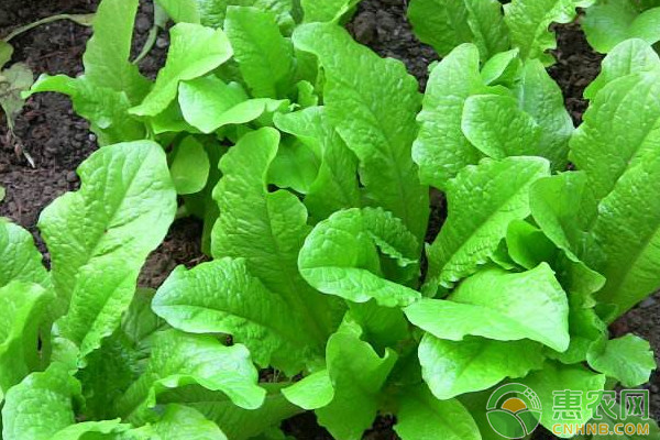 莴苣如何进行无土栽培?莴苣无土栽培技术要点 莴苣如何进行无土栽培?莴苣无土栽培技术要点-图片版权归惠农网所有