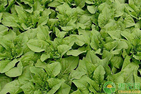 莴苣如何进行无土栽培?莴苣无土栽培技术要点 莴苣如何进行无土栽培?莴苣无土栽培技术要点-图片版权归惠农网所有