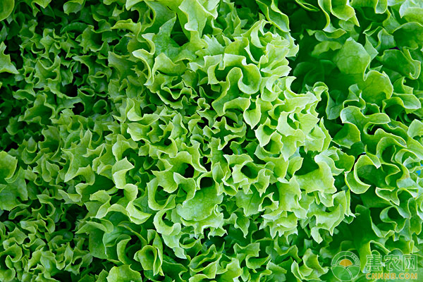 大棚冬莴苣种前的准备以及种植管理技术详解-图片版权归惠农网所有