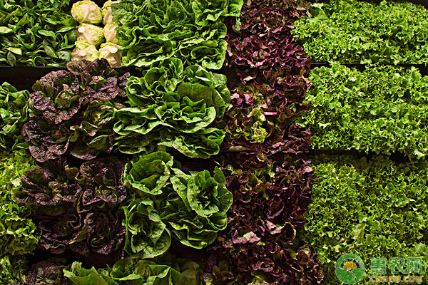 大棚冬莴苣种前的准备以及种植管理技术详解-图片版权归惠农网所有