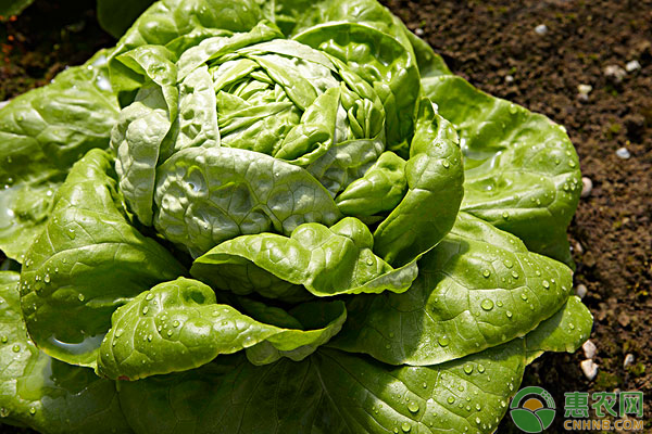 大棚冬莴苣种前的准备以及种植管理技术详解-图片版权归惠农网所有