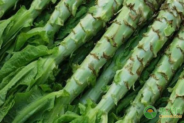 夏莴苣的种植管理技术-图片版权归惠农网所有