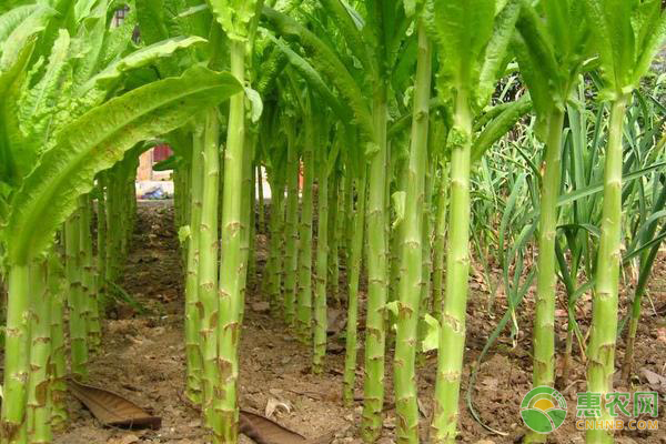 夏莴苣的种植管理技术-图片版权归惠农网所有