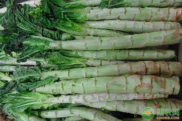 莴苣种植方法和时间几月播种？-图片版权归惠农网所有