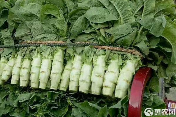 莴苣种植方法和时间几月播种？-图片版权归惠农网所有