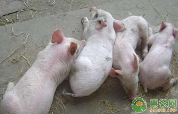 猪群里有弱猪、僵猪怎么办？弱猪、僵猪的防治措施-图片版权归惠农网所有