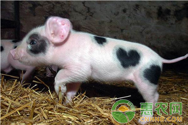 养猪小妙招：从猪的体表判断猪是否生病？-图片版权归惠农网所有