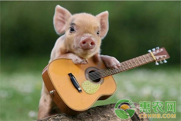 养猪小妙招：从猪的体表判断猪是否生病？-图片版权归惠农网所有