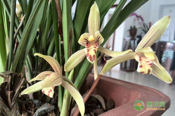 兰花的养殖方法和注意事项-图片版权归惠农网所有