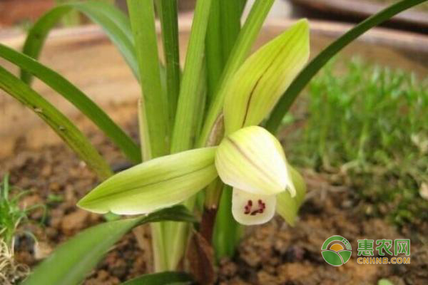 兰草花什么时候分株移栽好？-图片版权归惠农网所有