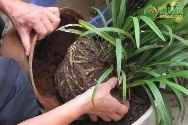 兰草花什么时候分株移栽好？-图片版权归惠农网所有