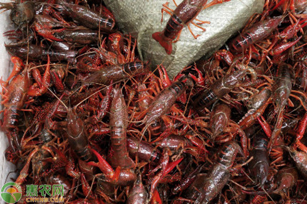 水产养殖技术-图片版权归惠农网所有