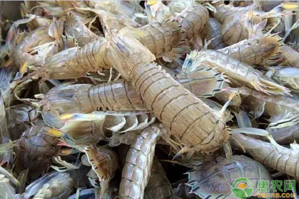 高温天气下水产养殖技术要点-图片版权归惠农网所有