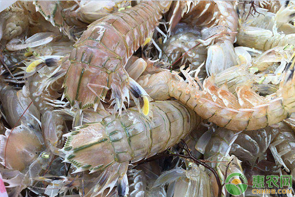 高温天气下水产养殖技术要点-图片版权归惠农网所有