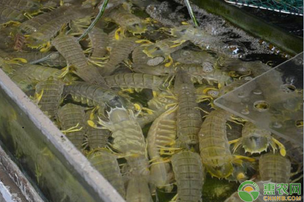 高温天气下水产养殖技术要点-图片版权归惠农网所有