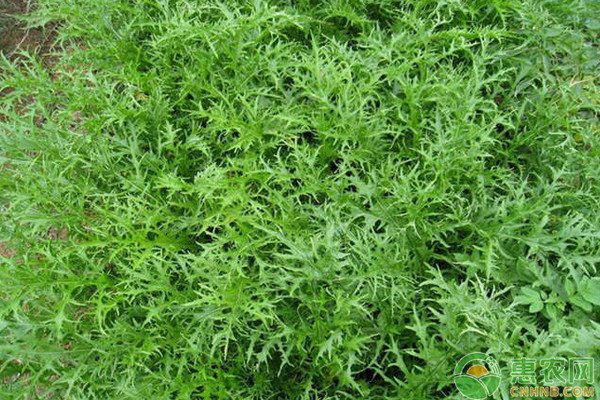 南方地区雪里蕻高产种植技术及病虫害防治 南方地区雪里蕻高产种植技术及病虫害防治-图片版权归惠农网所有