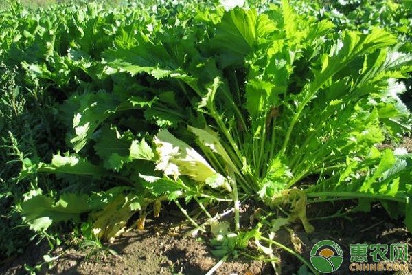 南方地区雪里蕻高产种植技术及病虫害防治 南方地区雪里蕻高产种植技术及病虫害防治-图片版权归惠农网所有