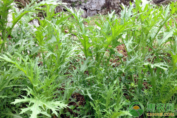 南方地区雪里蕻高产种植技术及病虫害防治 南方地区雪里蕻高产种植技术及病虫害防治-图片版权归惠农网所有