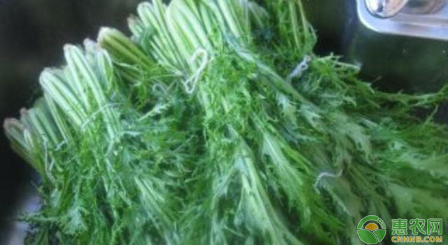 雪里蕻栽培技术 雪里蕻怎么种植?雪里蕻高产栽培技术-图片版权归惠农网所有