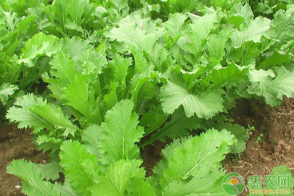 雪里蕻高产技术 雪里蕻怎么种植?雪里蕻高产栽培技术-图片版权归惠农网所有