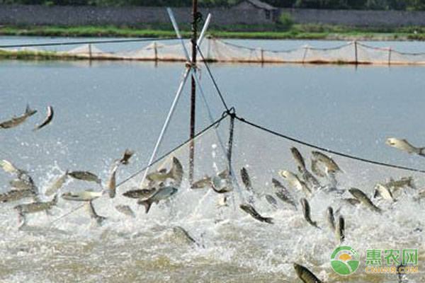 冬季水产养殖怎么管理？-图片版权归惠农网所有