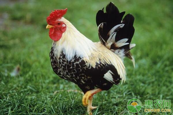 如何养好生态鸡？生态鸡养殖技术要点-图片版权归惠农网所有