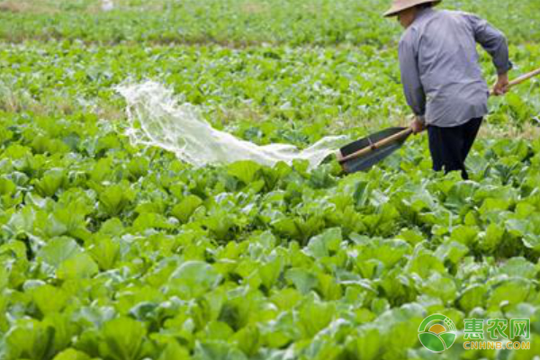 芥菜的种植时间及方法-图片版权归惠农网所有