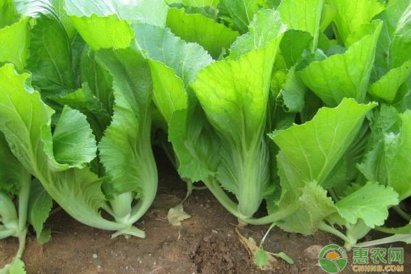 大芥菜的高产种植技巧介绍-图片版权归惠农网所有