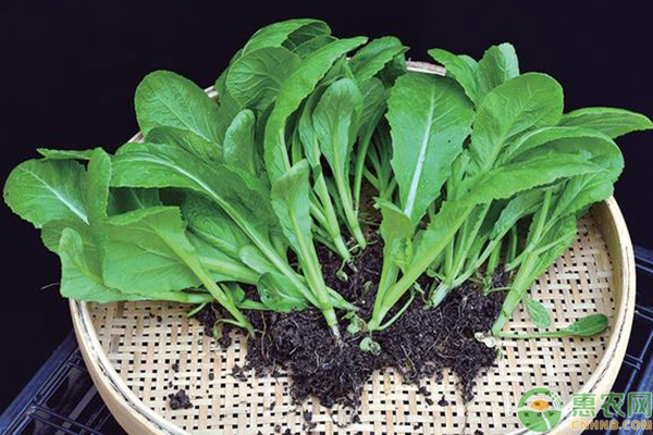 大芥菜的高产种植技巧介绍-图片版权归惠农网所有