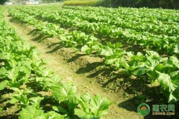 芥菜几月份播种最佳？-图片版权归惠农网所有