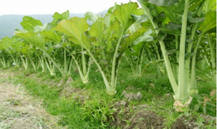 种植芥菜丰产的方法-图片版权归惠农网所有